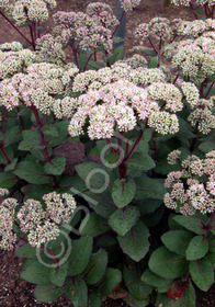 Sedum 'Matrona'