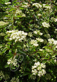 Viburnum foetidum var. rectangularis