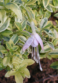 Fuchsia magellanica var. molinae 'Sharpitor Aurea'