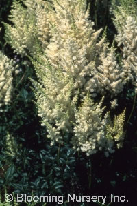 Astilbe x arendsii 'White Gloria'