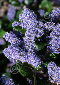 Ceanothus arboreus x griseus 'Ray Hartman'