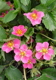 Fragaria 'Lipstick'