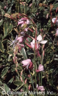 Gaura lindheimeri 'Corrie's Gold'                  