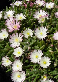 Delosperma 'Oberg'