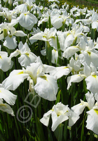 Iris ensata 'Henry's White'