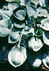 Hosta 'Buckshaw Blue'                             