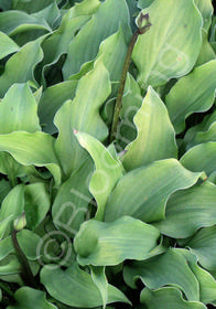 Hosta 'Purple Dwarf'