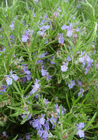 Rosmarinus officinalis 'Salem'