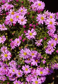 Aster dumosus 'Wood's Pink' (aka Symphytotrichum)