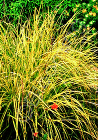 Carex elata 'Bowle's Golden'