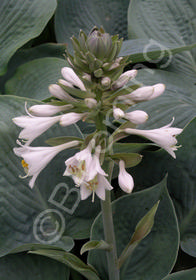 Hosta 'Big Daddy'