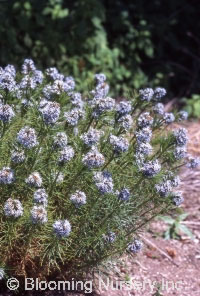 Amsonia hubrichtii 