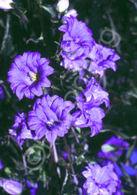 Campanula trachelium 'Bernice'