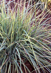 Carex nigra 'Variegata'