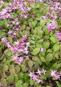 Epimedium grandiflorum 'Lilafee'