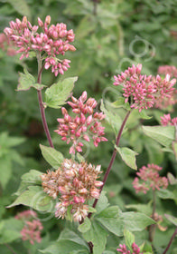 Eupatorium cannabinum 'Flore Plenum'