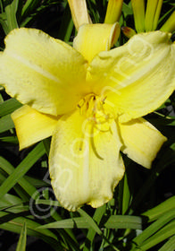 Hemerocallis 'Mary Todd'