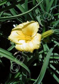 Hemerocallis 'Mini Stella'