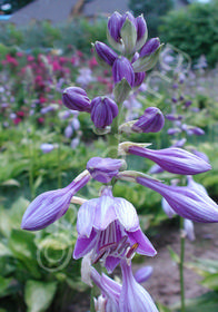 Hosta ventricosa 'Aureomaculata'