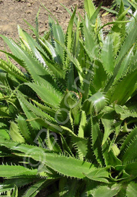 Eryngium agavifolium                    