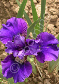 Iris sibirica 'Ruffles Plus'