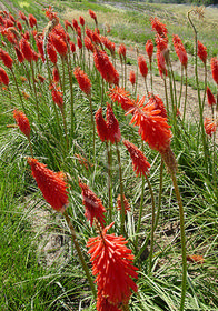 Kniphofia 'Coral Glow'