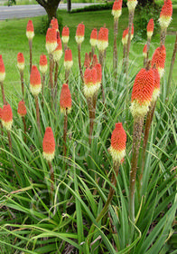 Kniphofia 'Corallina'