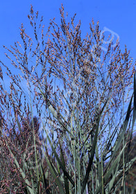 Panicum virgatum 'Heavy Metal'