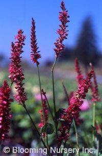 Persicaria amplexicaule 'Firetail'