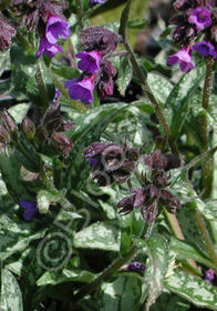 Pulmonaria longifolia ssp. cevennensis 