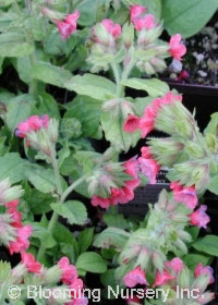 Pulmonaria rubra 'Redstart'                       