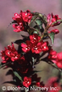 Weigela Nain Rouge� 'Courtanin'                    