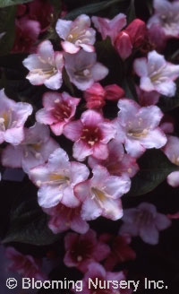 Weigela 'Carnival Courtalor'