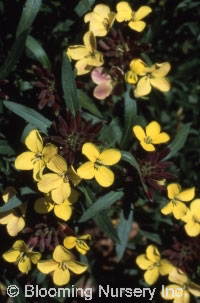 Erysimum helveticum 'John Codrington'              