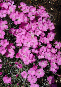 Dianthus gratianopolitanus 'Firewitch' 