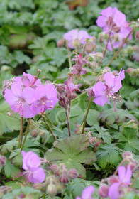 Geranium x cantabrigiense 'Karmina'