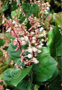 Gaultheria shallon