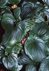 Maianthemum kamtschaticum