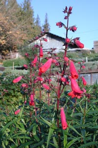 Penstemon 'Ruby'                                  