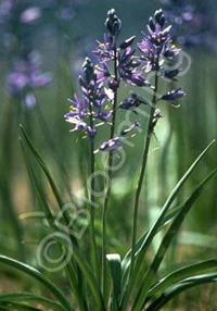 Camassia quamash 