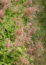 Heucherella 'Crimson Clouds'                      