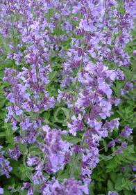 Nepeta x faassenii 'Walker's Low'