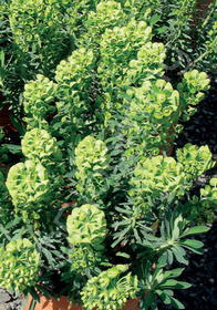 Euphorbia characias 'Humpty Dumpty'