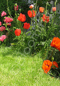 Papaver orientale 'Pizzicato'