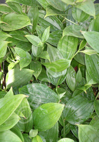 Disporum cantoniense 'Green Giant'