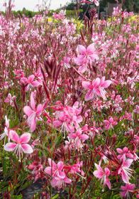 Gaura lindheimeri 'Siskiyou Pink'