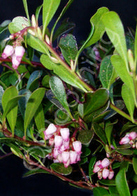 Arctostaphylos uva-ursi 'Vancouver Jade'