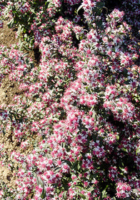 Aster (Symphyotrichum) lateriflorus 'Prince'