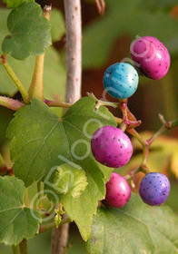 Ampelopsis brevipedunculata 'Elegans'             