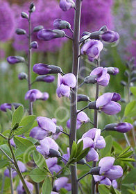 Baptisia 'Purple Smoke'